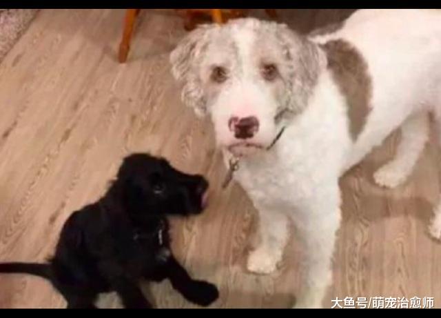 网友捡了只黑狗，结果家里的白狗瞬间石化了，一动不动站在原地！