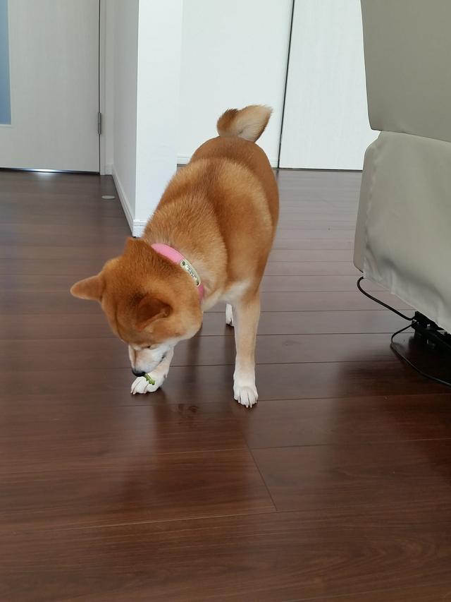 嘴馋柴犬偷吃苦瓜，表情“一秒变形扭曲”笑翻网友