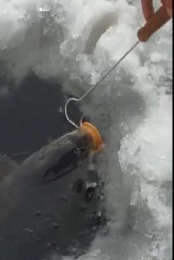 男子冰窟上扒开一个口, 钓上来让大家伙羡慕，他笑得也合不拢嘴！