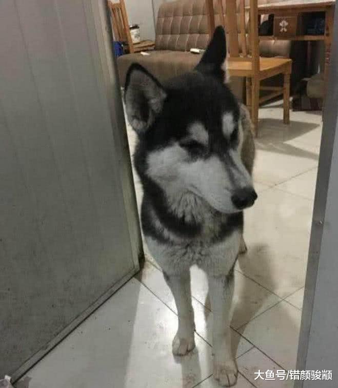 二哈被寄养在爷爷家，仅两天狗狗竟然增值了10万，网友却欲哭无泪！