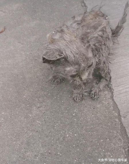 雨天捡到一只小奶猫，女子好心带回家，养了半年发现有惊喜