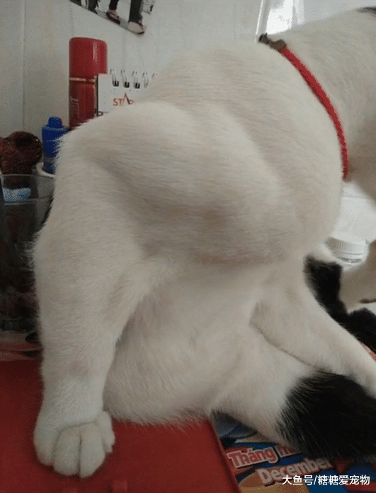 一只拥有麒麟臂的猫，主人：大哥有话好好说，想吃啥小弟马上去买