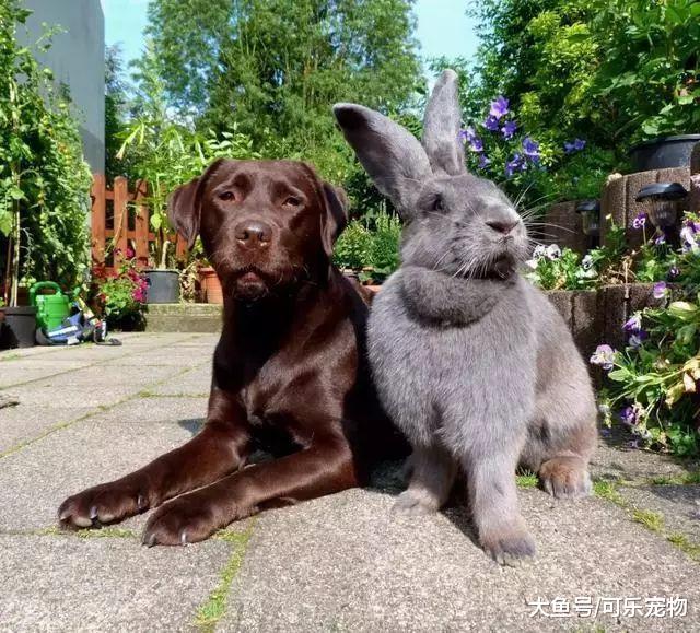 世界上最大的兔子，几乎和狗一样大，狗：这谁能顶得住啊？