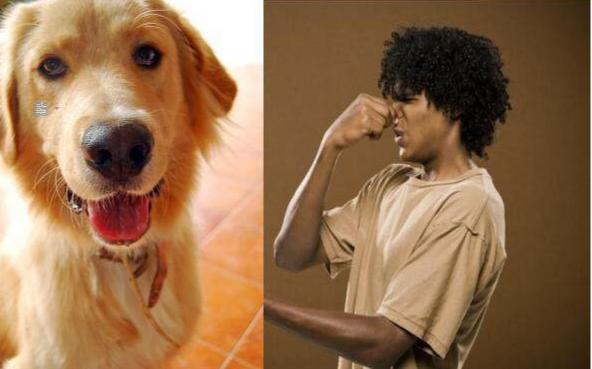 史上最臭的5大狗狗，谁养谁崩溃，隔着屏幕都闻到！