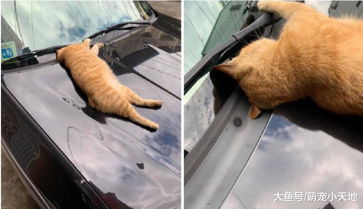 碰瓷橘猫引擎盖上熟睡, 头靠挡风玻璃上像假车祸, 网友: 诈骗罐罐