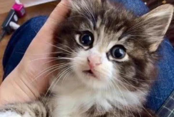 想知道你的猫爱不爱你？有这三大表现，爱你无疑！