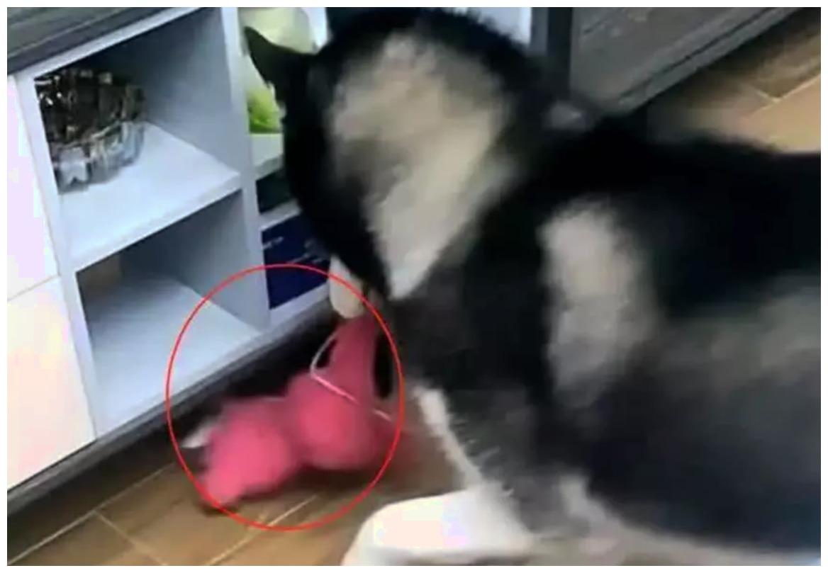男友脾气性格好, 对待二哈, 不打不骂教育方式很“以身作则”