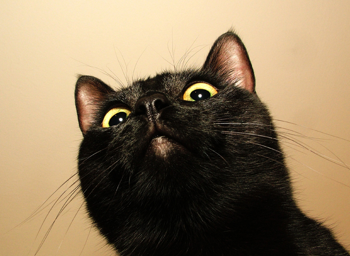 猫咪喜欢看电视？它们到底是否能看得懂里面的情节呢