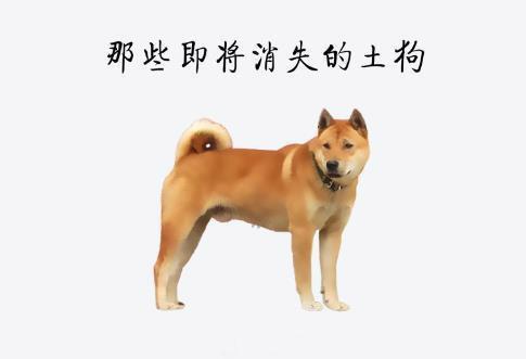 繁衍数千年的中华田园犬，生存状况愈发窘迫，到底该何去何从？