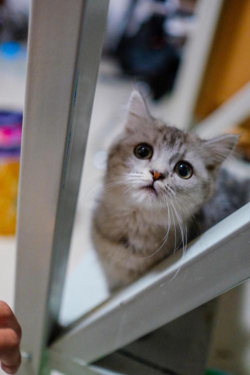 猫咪超讨厌的5个动作，铲屎官们千万别这样