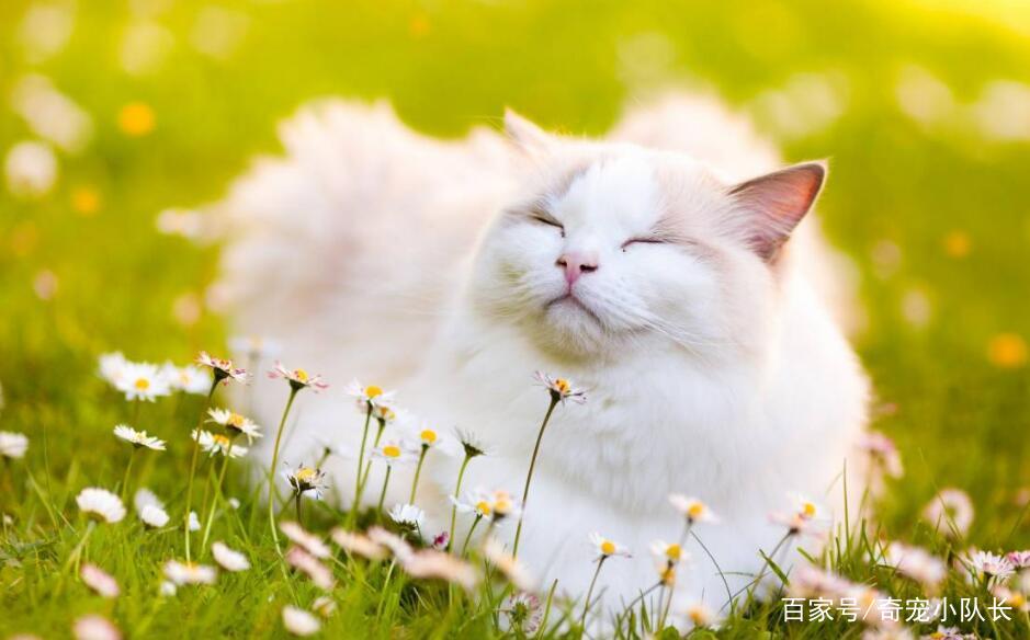 适合布偶猫吃的猫粮，这些品牌布偶猫都喜欢吃，你选对了吗？