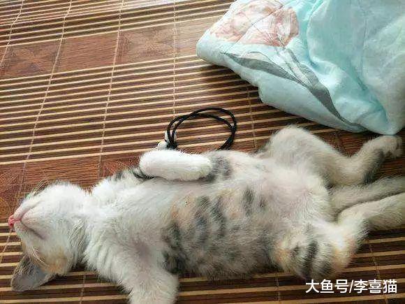 猫传腹并非绝症，湿性传腹更易被治愈，铲屎官需从三点出发治疗！