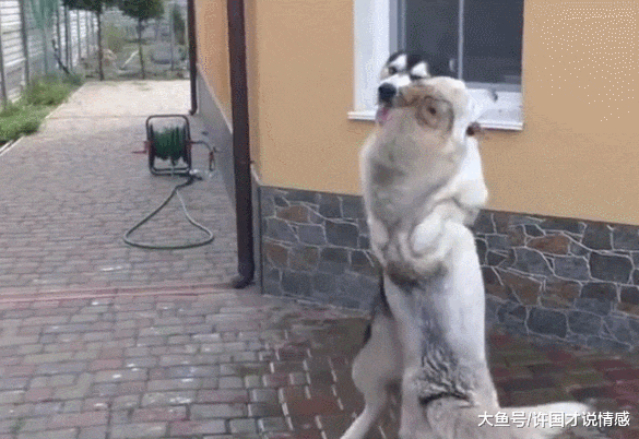 以为两只哈士奇要干架，却跳起“交际舞”来，真是让人猝不及防