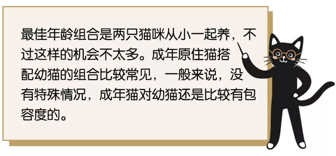 带了二喵回家，结果大喵被气病了！这些准备你做足了吗？