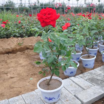 盆栽月季的根系受到花盆的限制，泥土较少，散热性和透风性都会次于露地月季