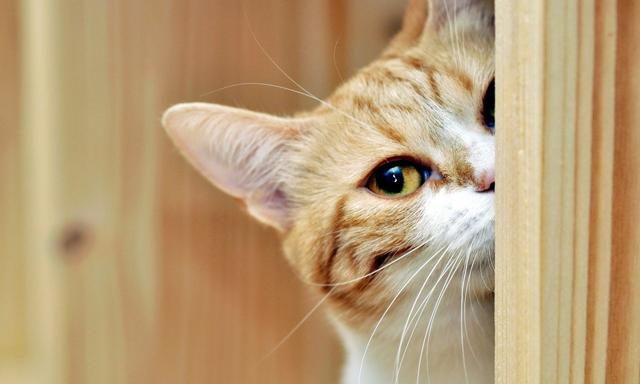 铲屎的快走开！被猫咪嫌弃的5大行为，你有对它们做过吗？