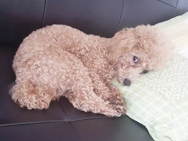 这种常见的宠物狗智商有多高？网友：几乎是无障碍交流！