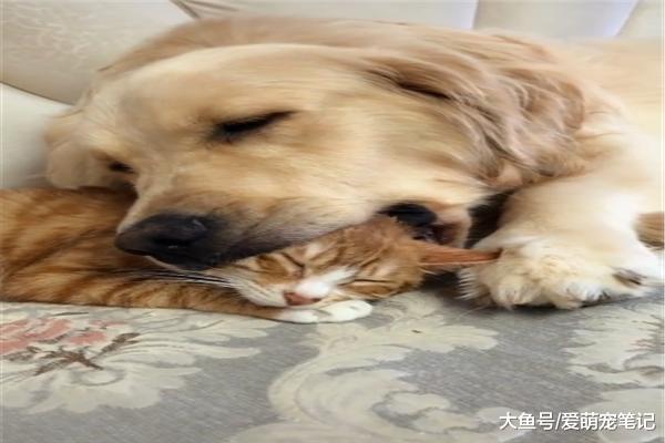 金毛已经成年，主人给它找了一个橘猫作伴，上演了含嘴怕化的戏码