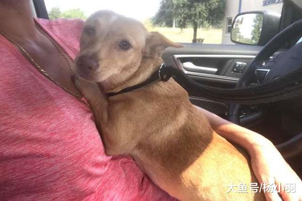 狗在领走的路上要求遣返，被家人再次抛弃它却笑了，一路抱紧新主人