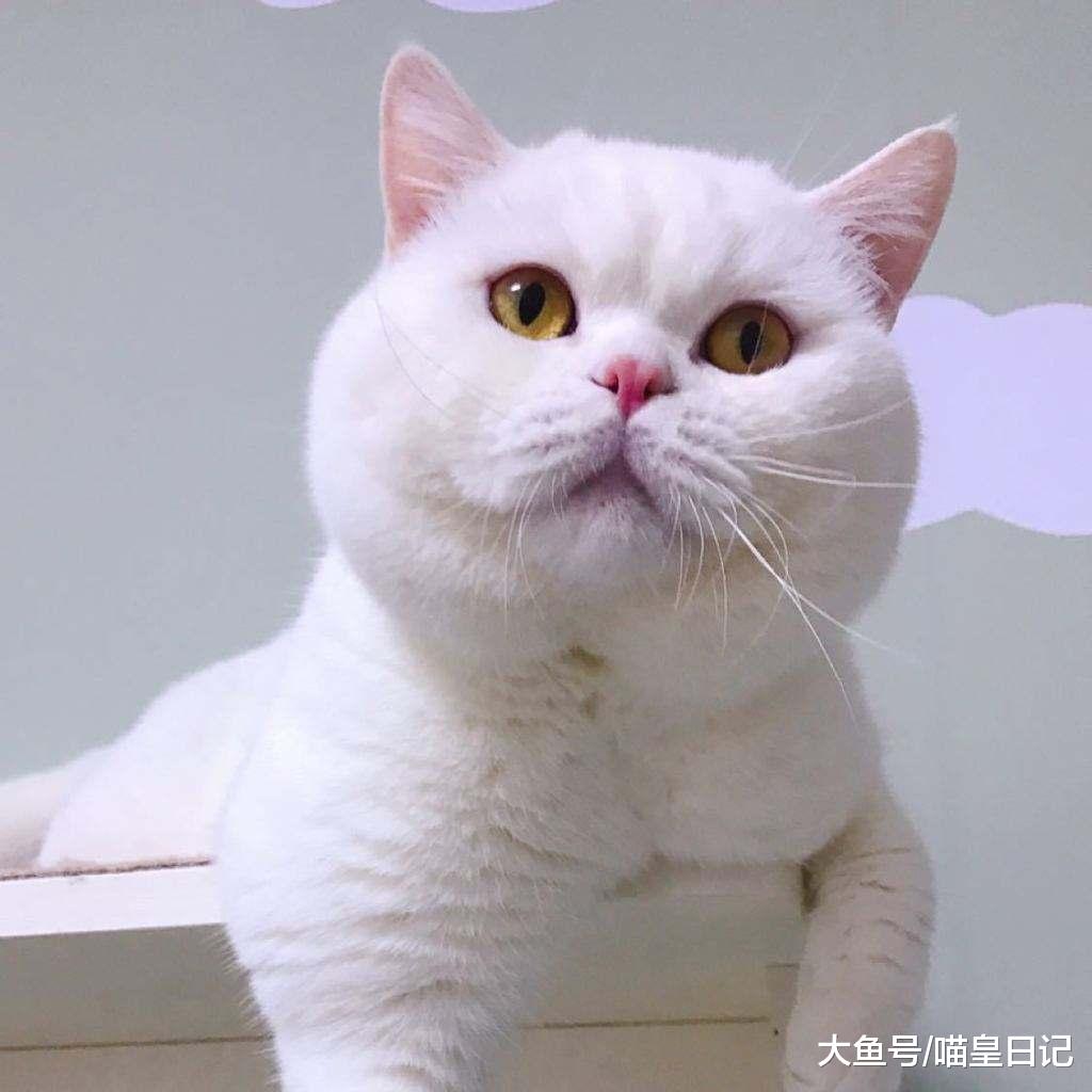 如果你家里有貓的話，在打掃衛生的時候，要注意以下這四點！