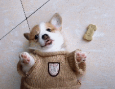 街景车在拍摄的时候，有一只想红的狗子锲而不舍的跟着