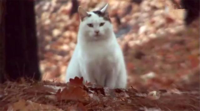 流浪猫坚守在山上等待主人, 被当孕猫救助后, 才知大肚子都是肥肉