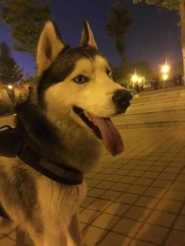 济南商河帝景城寻找哈士奇小强