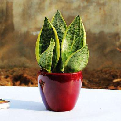 除醛注意，市面上的一些流行的除醛方法，其实根本没有除醛效果