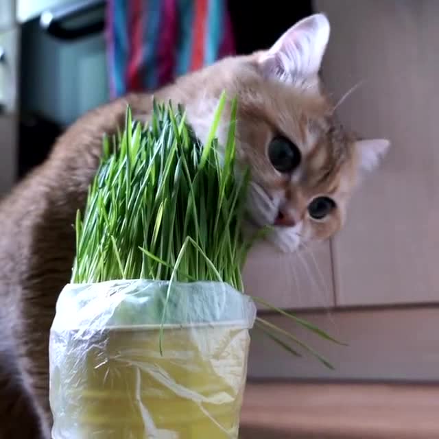 啥是猫草?铲屎官你真的知道吗?