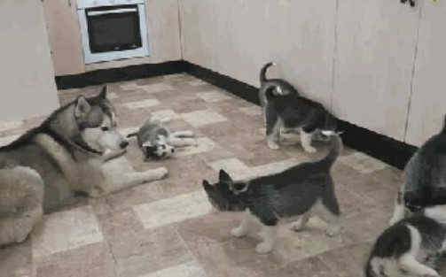 哈士奇一窝生了九只狗崽，从此房间里不敢放东西