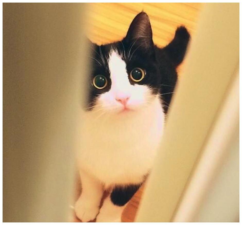 主人准备的早餐，猫咪“锦上添花”，网友：惨案猝不及防