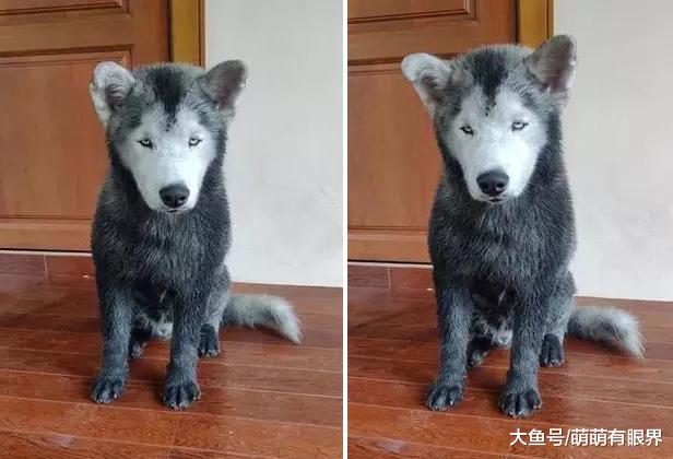 养了一只白色的哈士奇，但是这狗从来没白过，看到原因笑翻了