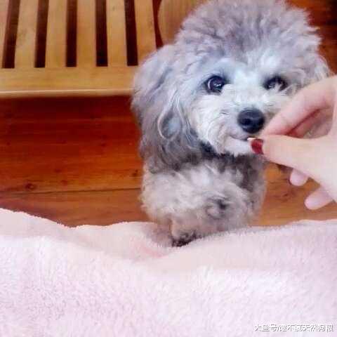 养泰迪犬的注意了，经常犯这5个做法，迟早会害了你的狗