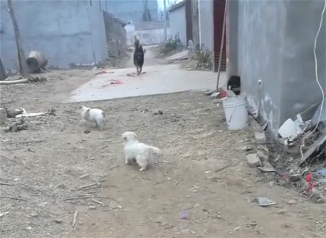 主人回村遭到田園犬攔路，吹口哨呼喚德牧救援，德牧的表現亮了…