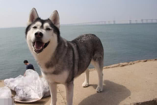 二哈拖家带口出逃，被铲屎官给追了回来，主人：真的是拼了老命