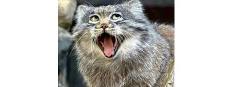 终极猫控听力试题！进来看看你能得几分？