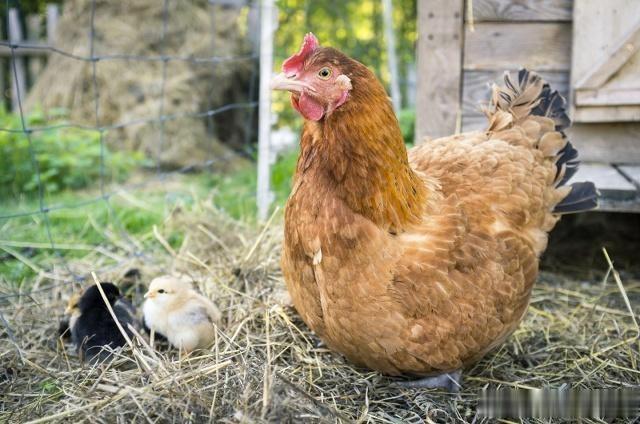 哈士奇溜进农场, 做了一件事情, 主人赔钱赔到哭!