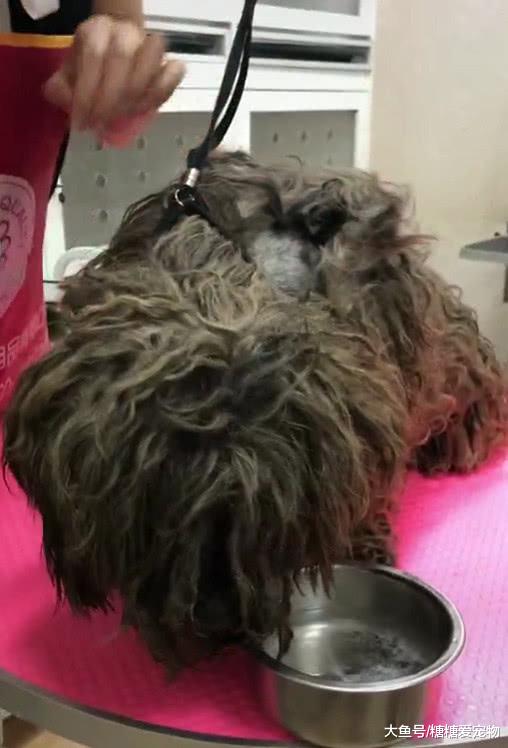 给捡来的流浪猫剪毛，结果吓了一跳，网友：忍不住想哭了！