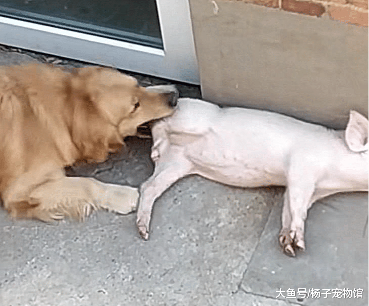 家里小猪一直嚎叫，主人以为有小偷，跑出去后，画面让他崩溃