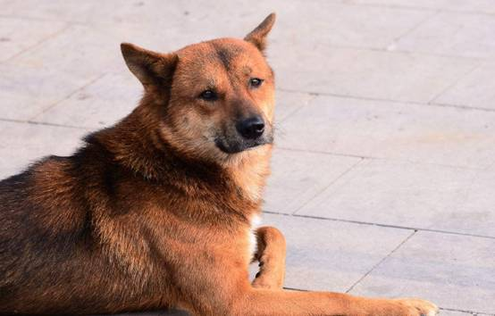 土狗为何遭人嫌弃？以前的土狗多辉煌大家都知道吗？