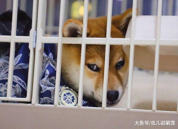 柴犬看主人的眼神越來越壞，看來它是在憋“大招”！