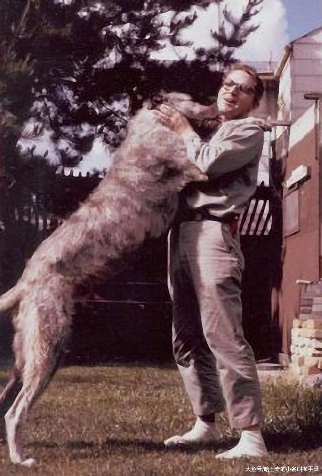 一个人死了以后居然把自家狗也带上了，在古代，这狗算是殉葬吗？