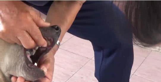 狗狗咬傷鄰居女兒后被拔牙，鄰居說了這句話，主人怒了！