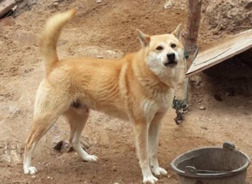 15岁土狗每天到路口准时等我，我走近后忍不住大哭了起来