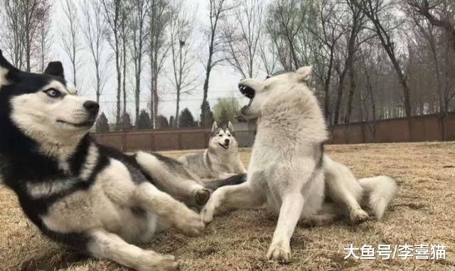 宠物越养越多背后的秘密，谁让铲屎官无法拒绝这四点益处的诱惑？