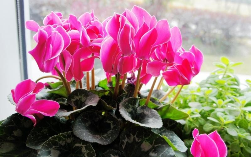 如何养护仙客来，知道这些方法后，养护起来更加轻松