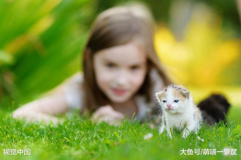 从出生到第六周，小猫咪都会经历的变化，一天一个样真不是夸张