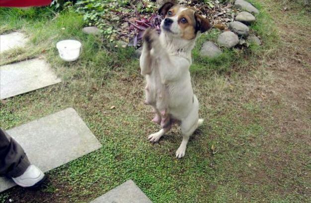 流浪狗为了要吃的，做出这个动作，知道原因后眼泪掉下来