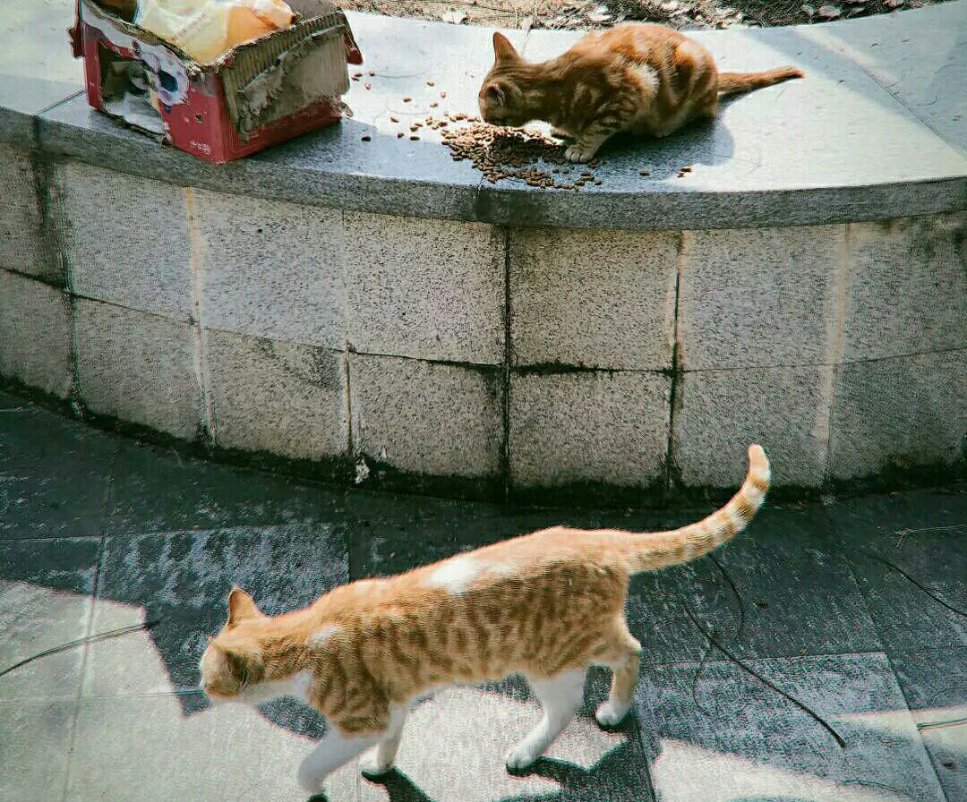 猫猫吃饭的时候，总是乐于分享，让我感到骄傲！