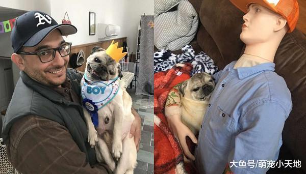 爸爸出門就哭，11歲巴哥犬患焦慮癥，家人出妙招安撫它